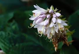 Attēlu rezultāti vaicājumam “Hosta sp. flower”