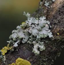 Attēlu rezultāti vaicājumam “Phaeophyscia orbicularis”
