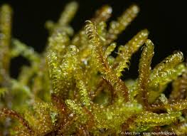 Attēlu rezultāti vaicājumam “Scorpidium cossonii”