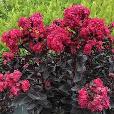 Image result for Lagerstroemia