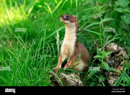 Attēlu rezultāti vaicājumam “Mustela erminea adult”