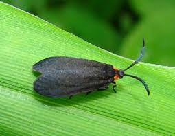 Attēlu rezultāti vaicājumam “Zygaenidae”