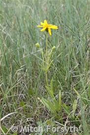 Attēlu rezultāti vaicājumam “Arnica montana”