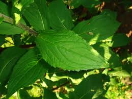 Attēlu rezultāti vaicājumam “Inula britannica leaf”