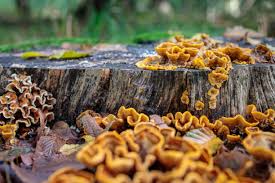 Attēlu rezultāti vaicājumam “Stereum hirsutum”