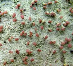 Attēlu rezultāti vaicājumam “Baeomyces rufus”