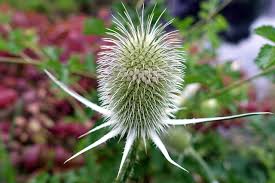 Image result for Dipsacus laciniatus
