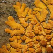 Attēlu rezultāti vaicājumam “Caloplaca saxicola”