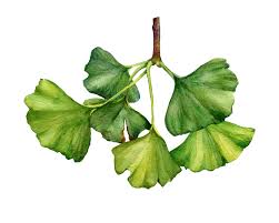 Attēlu rezultāti vaicājumam “Ginkgo biloba leaf”
