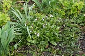 Attēlu rezultāti vaicājumam “Pulmonaria angustifolia leaf”