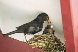 Attēlu rezultāti vaicājumam “Turdus merula nest”