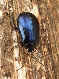 Attēlu rezultāti vaicājumam “Agelastica alni”