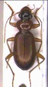 Attēlu rezultāti vaicājumam “Leistus terminatus”