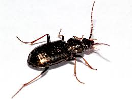 Attēlu rezultāti vaicājumam “Loricera pilicornis”