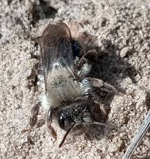 Attēlu rezultāti vaicājumam “Andrena vaga”