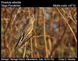 Image result for Ficedula albicilla