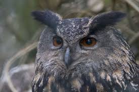 Attēlu rezultāti vaicājumam “Bubo bubo”