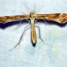 Attēlu rezultāti vaicājumam “Gillmeria pallidactyla”