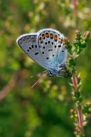 Attēlu rezultāti vaicājumam “Plebejus argus male”