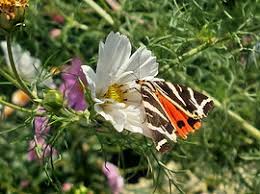 Image result for Little Shelford Badminton Club