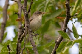 Image result for Hippolais olivetorum