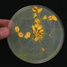 Attēlu rezultāti vaicājumam “Physarum luteolum spores”