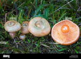 Attēlu rezultāti vaicājumam “Lactarius deterrimus”