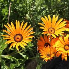 Image result for Dimorphotheca sinuata