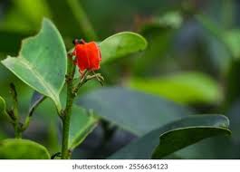 Attēlu rezultāti vaicājumam “Lonicera ferdinandii”