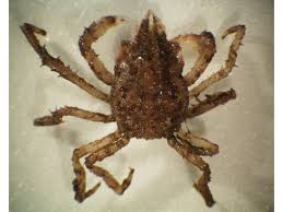 Image result for Hyas araneus