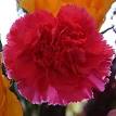 220px-Pink_carnation_crop_two.jpg