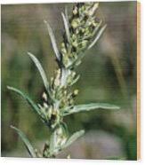 Attēlu rezultāti vaicājumam “Gnaphalium sylvaticum flower”