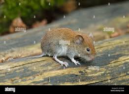 Attēlu rezultāti vaicājumam “Myodes glareolus”