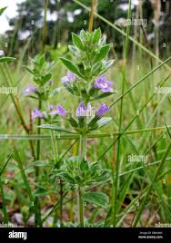 Attēlu rezultāti vaicājumam “Acinos arvensis flower”
