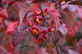 Attēlu rezultāti vaicājumam “Euonymus europaeus leaf”
