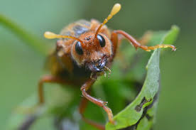Attēlu rezultāti vaicājumam “Cimbex luteus”