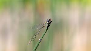 Attēlu rezultāti vaicājumam “Chalcolestes viridis”