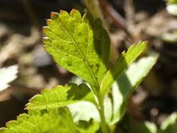 Attēlu rezultāti vaicājumam “Chaerophyllum aromaticum”