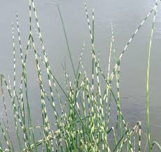 Attēlu rezultāti vaicājumam “Schoenoplectus lacustris subsp. glaucus bud”