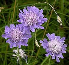 Image result for Knautia arvensis