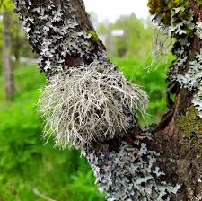 Attēlu rezultāti vaicājumam “Ramalina farinacea”