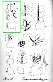 Attēlu rezultāti vaicājumam “Jungermannia hyalina”