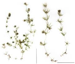 Attēlu rezultāti vaicājumam “Chara intermedia”