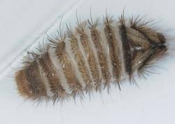 Attēlu rezultāti vaicājumam “Anthrenus verbasci”