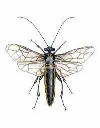 Attēlu rezultāti vaicājumam “Acantholyda posticalis”