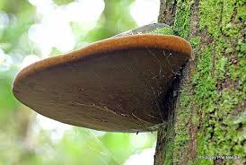 Attēlu rezultāti vaicājumam “Phellinus robustus”
