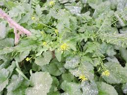 Attēlu rezultāti vaicājumam “Rorippa amphibia fruit”