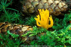 Attēlu rezultāti vaicājumam “Calocera viscosa”