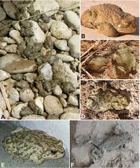 Attēlu rezultāti vaicājumam “Pseudepidalea viridis adult”