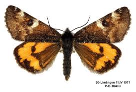 Attēlu rezultāti vaicājumam “Archiearis parthenias”